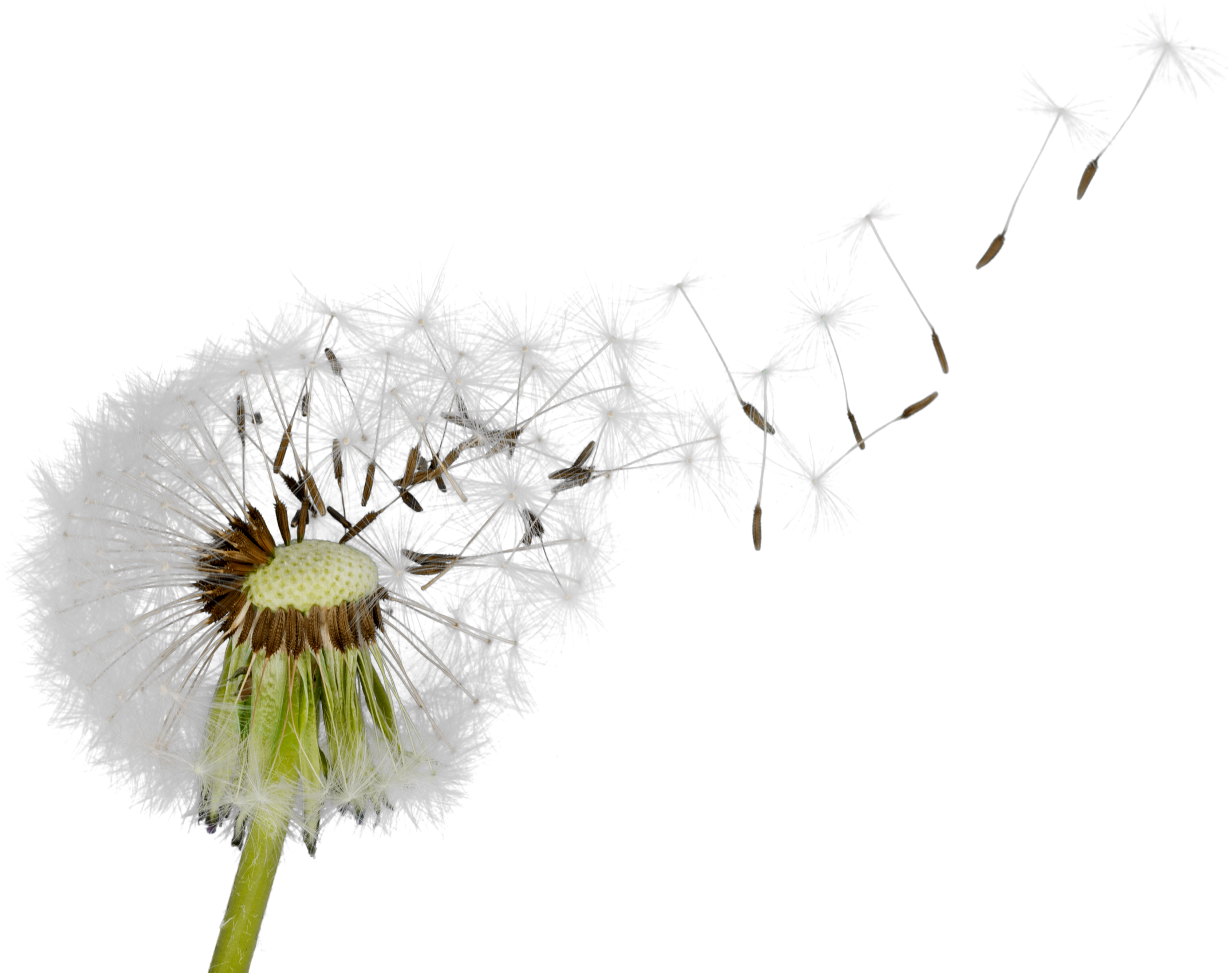 Dandelion Blowing in the Wind